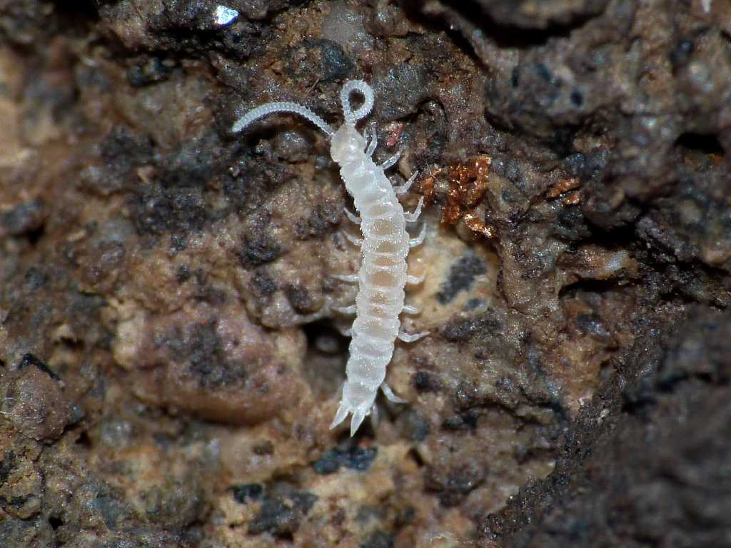 Symphyla - Scutigerellidae - Scutigerella sp.